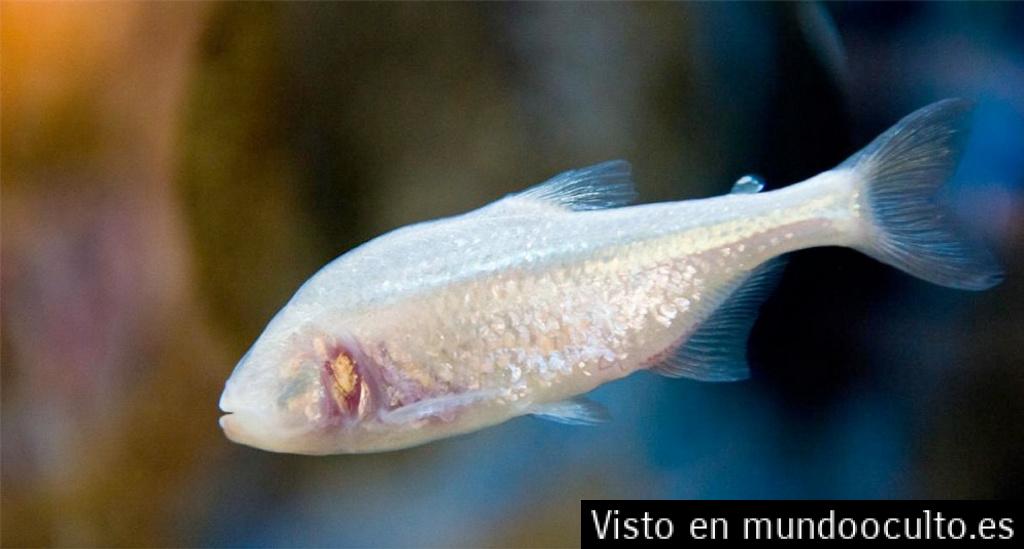 Este pez ciego podría tener la clave para curar la diabetes