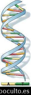 Quién diseñó el ADN?
